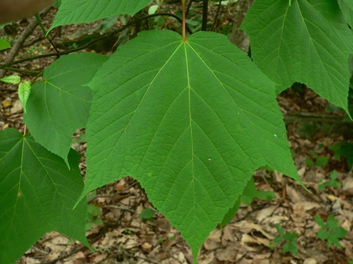 {Acer pensylvanicum}